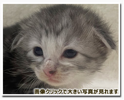 ノルウェージャンフォレストキャット