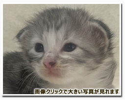 ノルウェージャンフォレストキャット