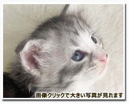 ノルウェージャンフォレストキャット