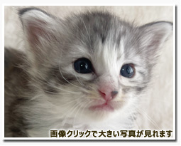 ノルウェージャンフォレストキャット