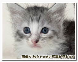 ノルウェージャンフォレストキャット