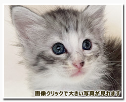 ノルウェージャンフォレストキャット