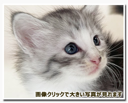 ノルウェージャンフォレストキャット