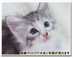 ノルウェージャンフォレストキャット