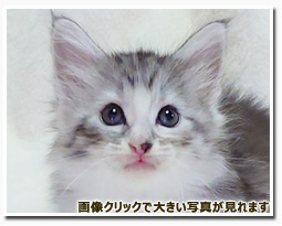 ノルウェージャンフォレストキャット