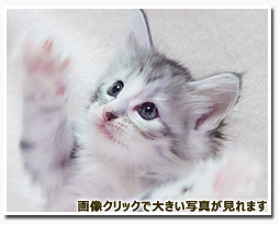 ノルウェージャンフォレストキャット