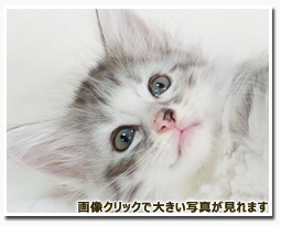 ノルウェージャンフォレストキャット