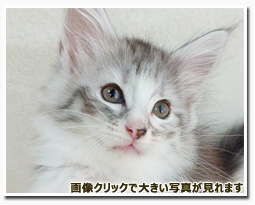 ノルウェージャンフォレストキャット