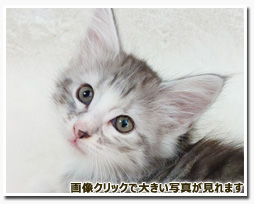 ノルウェージャンフォレストキャット