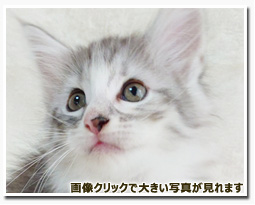 ノルウェージャンフォレストキャット