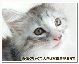 ノルウェージャンフォレストキャット