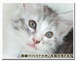 ノルウェージャンフォレストキャット