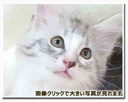 ノルウェージャンフォレストキャット