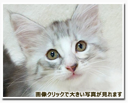 ノルウェージャンフォレストキャット