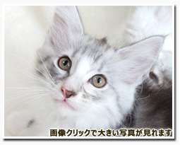 ノルウェージャンフォレストキャット