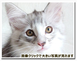 ノルウェージャンフォレストキャット