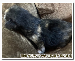 ノルウェージャンフォレストキャット