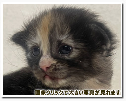 ノルウェージャンフォレストキャット