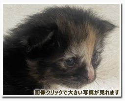 ノルウェージャンフォレストキャット