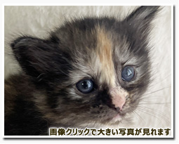 ノルウェージャンフォレストキャット