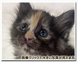 ノルウェージャンフォレストキャット