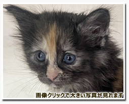 ノルウェージャンフォレストキャット