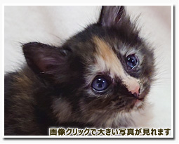 ノルウェージャンフォレストキャット