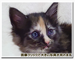 ノルウェージャンフォレストキャット