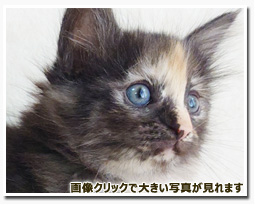 ノルウェージャンフォレストキャット