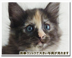 ノルウェージャンフォレストキャット