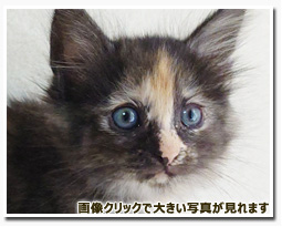 ノルウェージャンフォレストキャット