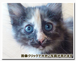 ノルウェージャンフォレストキャット