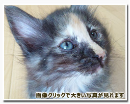 ノルウェージャンフォレストキャット