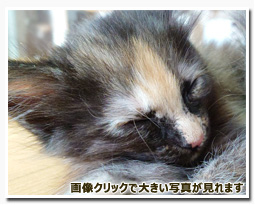 ノルウェージャンフォレストキャット