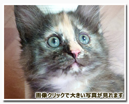 ノルウェージャンフォレストキャット