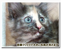 ノルウェージャンフォレストキャット