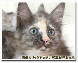 ノルウェージャンフォレストキャット