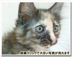 ノルウェージャンフォレストキャット