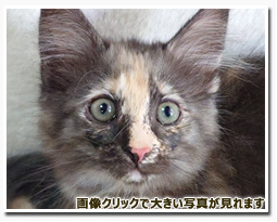 ノルウェージャンフォレストキャット