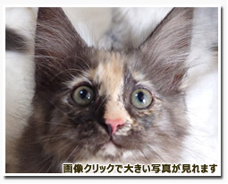 ノルウェージャンフォレストキャット