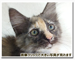 ノルウェージャンフォレストキャット