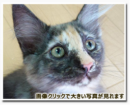 ノルウェージャンフォレストキャット