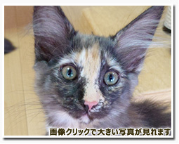 ノルウェージャンフォレストキャット