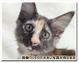 ノルウェージャンフォレストキャット