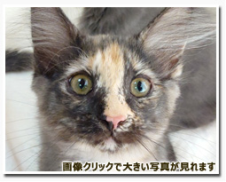 ノルウェージャンフォレストキャット