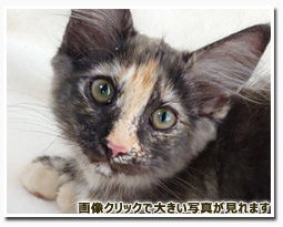 ノルウェージャンフォレストキャット