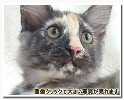 ノルウェージャンフォレストキャット