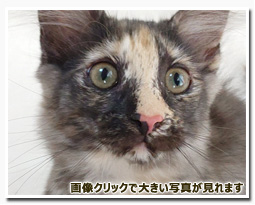 ノルウェージャンフォレストキャット