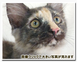 ノルウェージャンフォレストキャット