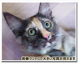 ノルウェージャンフォレストキャット